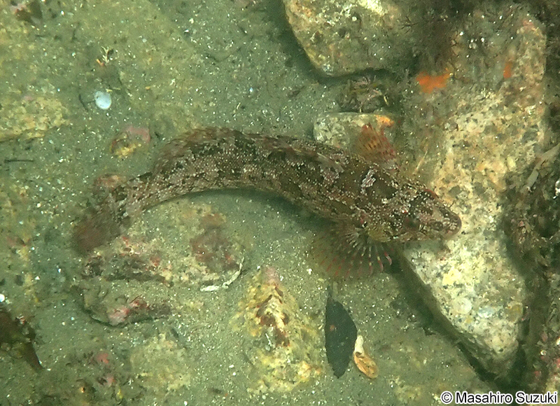 クジメ Hexagrammos agrammus