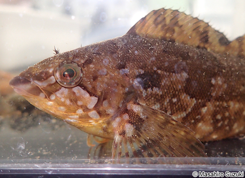 クジメ Hexagrammos agrammus