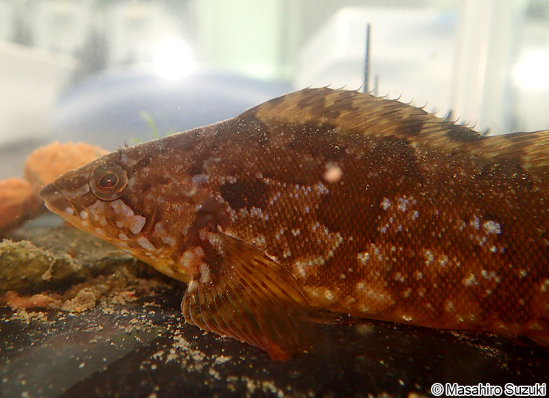 クジメ Hexagrammos agrammus