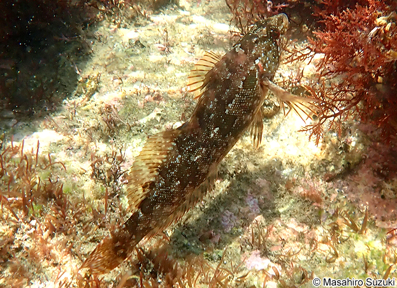 クジメ Hexagrammos agrammus