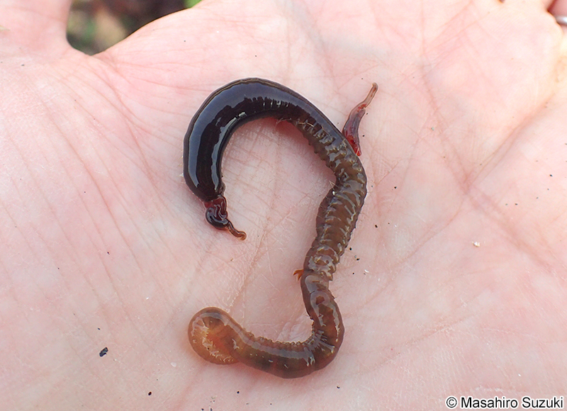 クマノアシツキ Acrocirrus validus