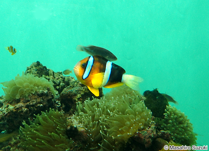 クマノミ Amphiprion clarkii
