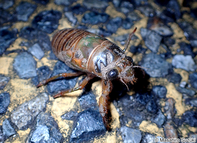 クマゼミ Cryptotympana facialis