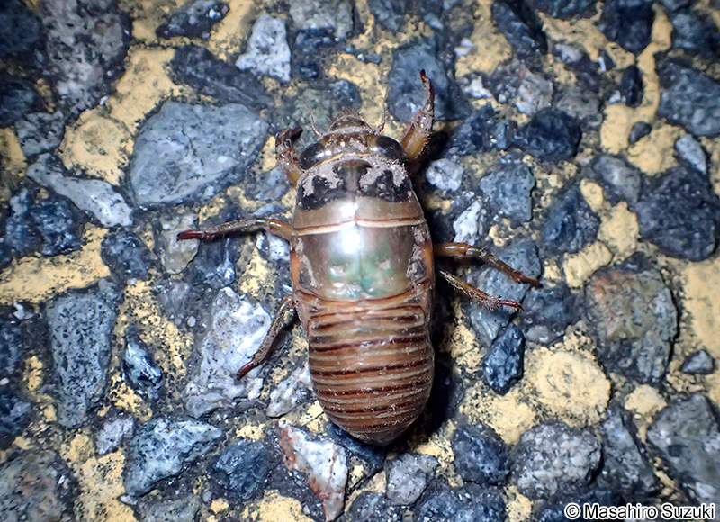 クマゼミ Cryptotympana facialis