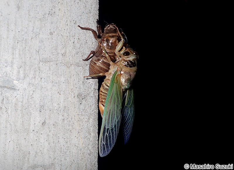 クマゼミ Cryptotympana facialis