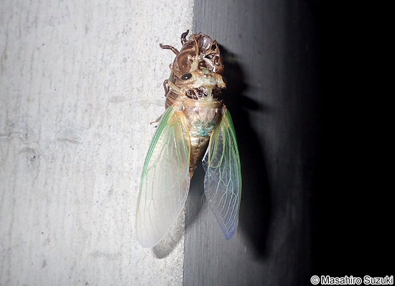 クマゼミ Cryptotympana facialis