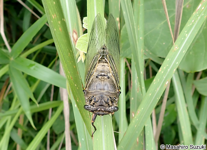 クマゼミ Cryptotympana facialis