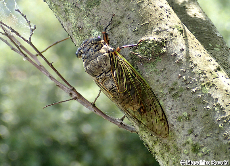 クマゼミ Cryptotympana facialis