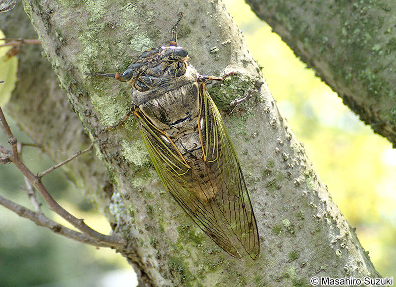 クマゼミ Cryptotympana facialis