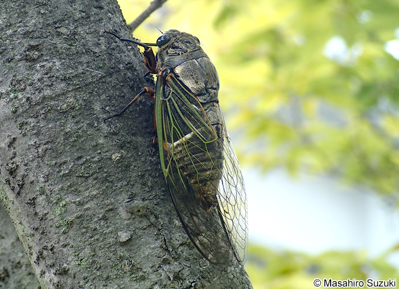 クマゼミ Cryptotympana facialis