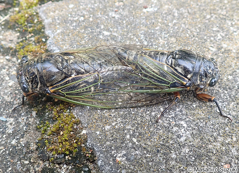 クマゼミの交尾