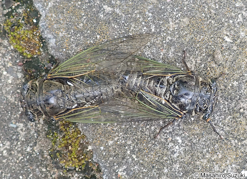 クマゼミの交尾