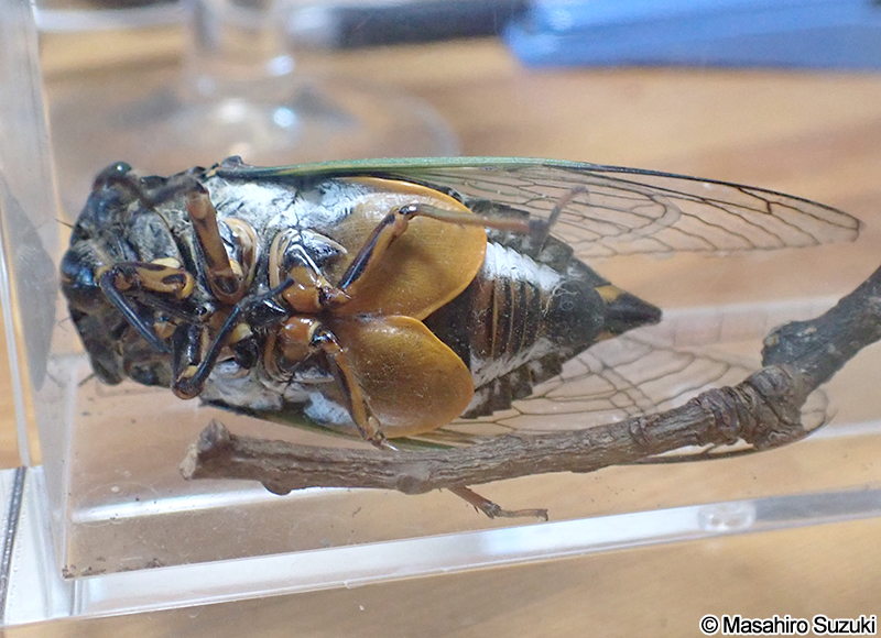 クマゼミ Cryptotympana facialis