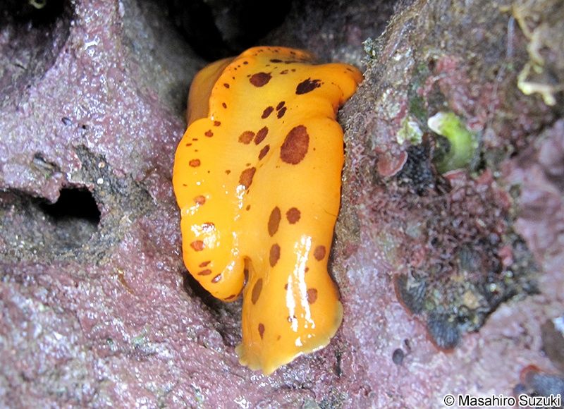クモガタウミウシ Platydoris ellioti