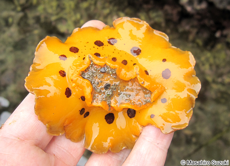 クモガタウミウシ Platydoris ellioti