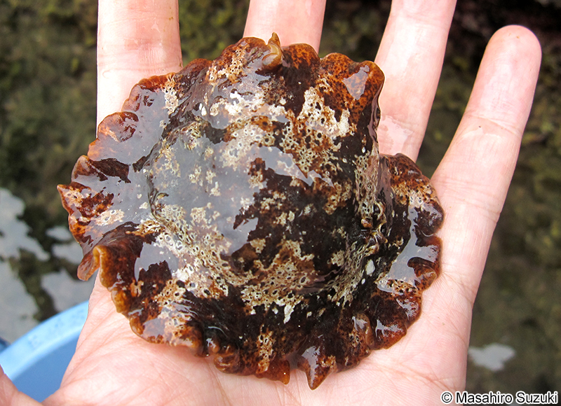 クモガタウミウシ Platydoris ellioti
