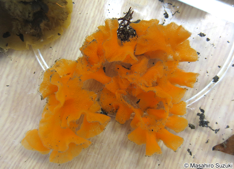 クモガタウミウシの卵塊