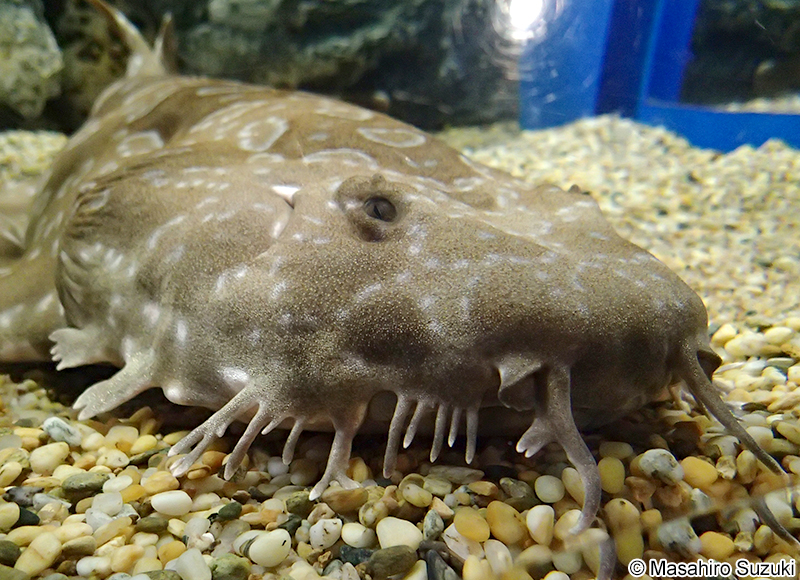 スポッテッドウォビゴング Orectolobus maculatus