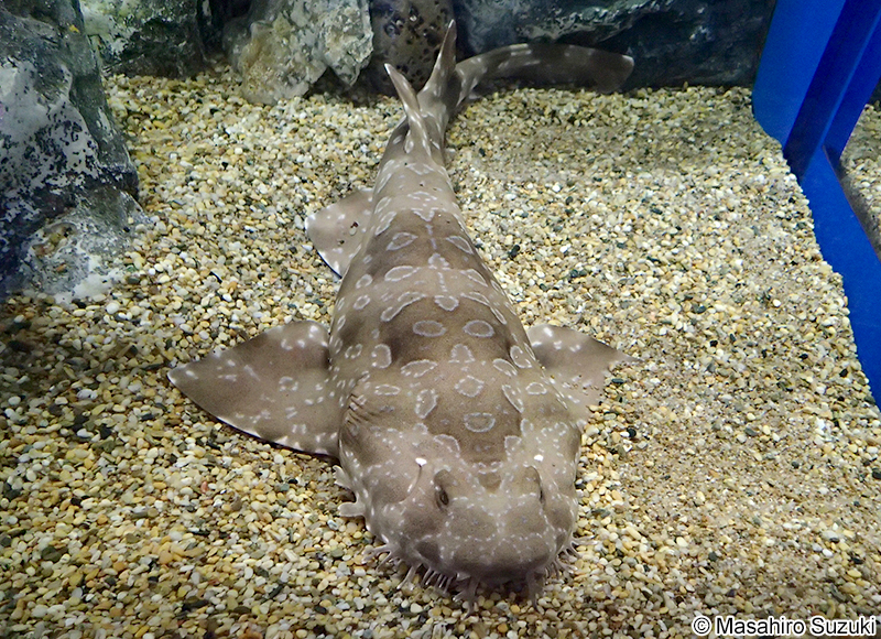 スポッテッドウォビゴング Orectolobus maculatus