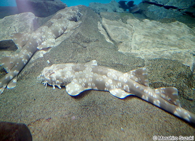 スポッテッドウォビゴング Orectolobus maculatus