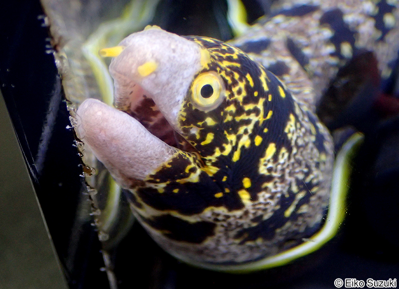 クモウツボ Echidna nebulosa
