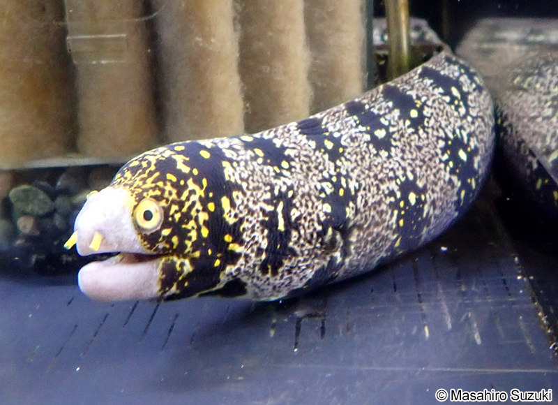 クモウツボ Echidna nebulosa