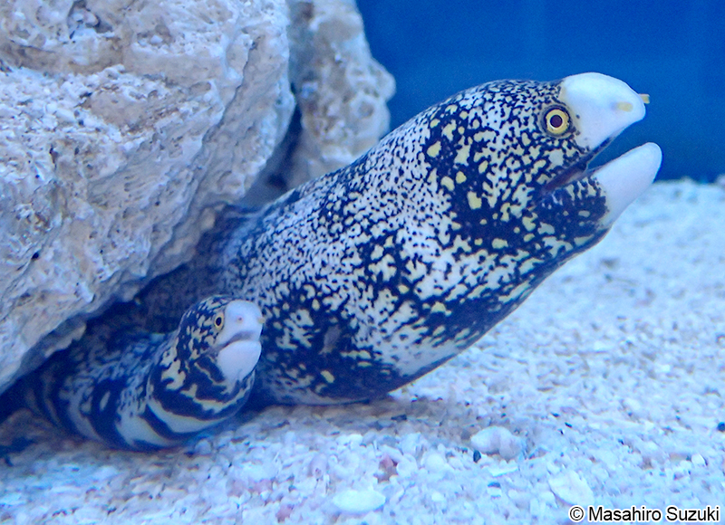 クモウツボ Echidna nebulosa