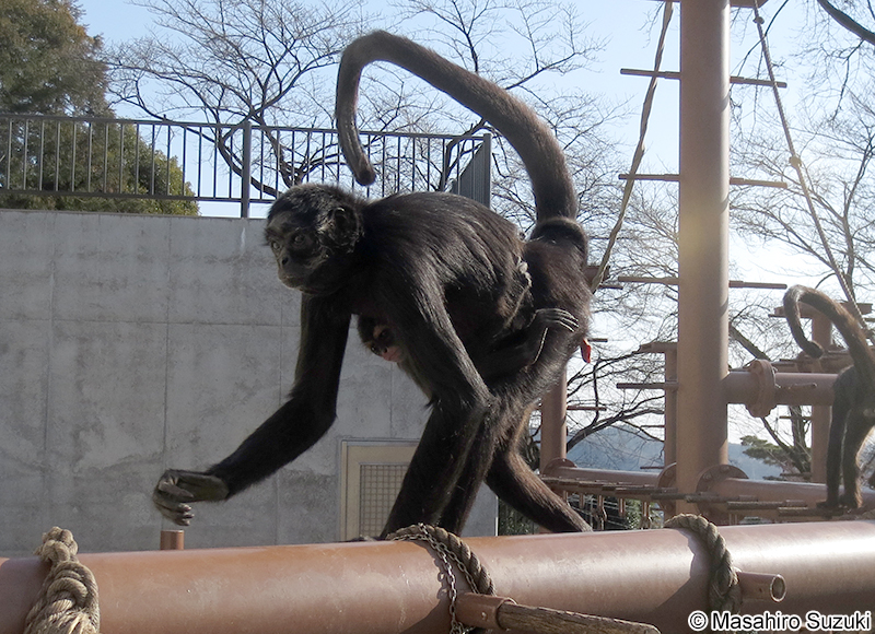 クロクモザル Ateles paniscus