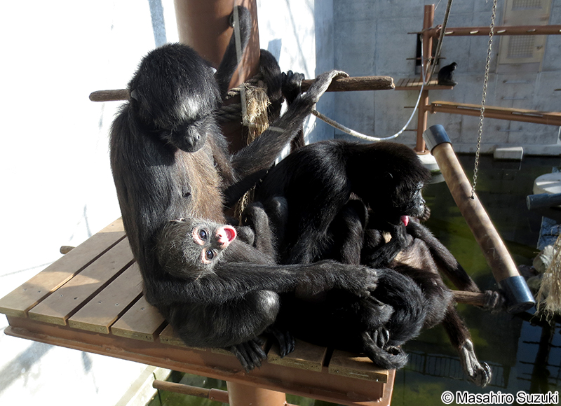 クロクモザル Ateles paniscus