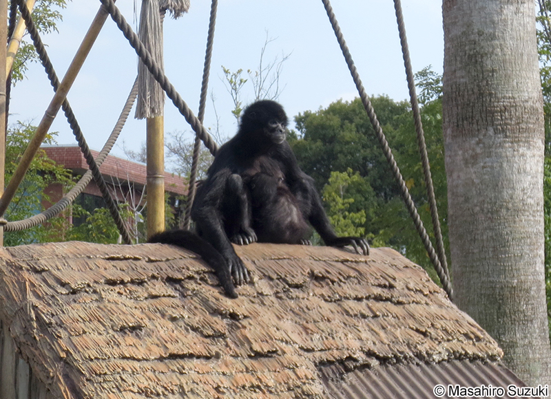 クロクモザル Ateles paniscus