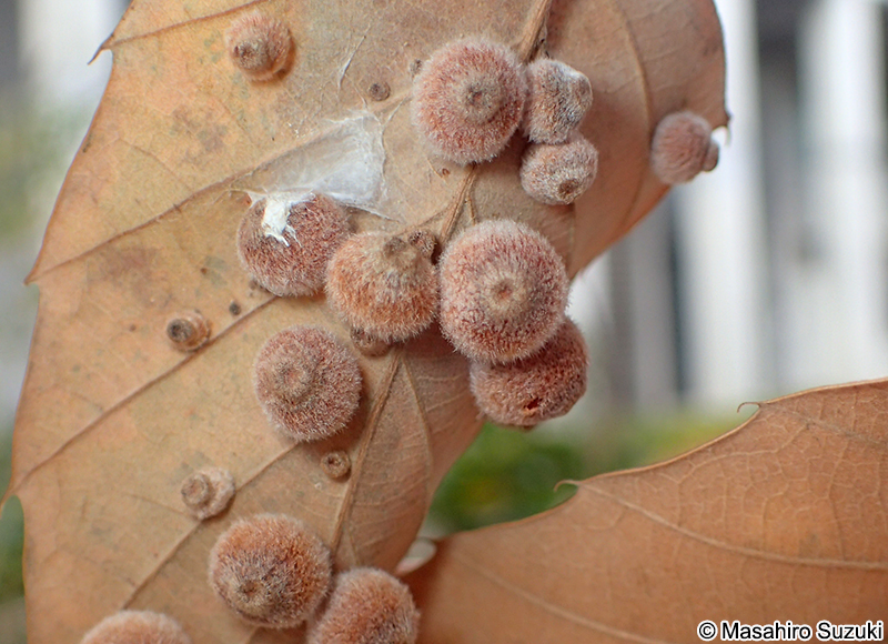 クヌギハケタマフシ Neuroterus vonkuenburgi