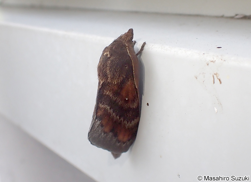 クヌギカレハ Kunugia undans flaveola