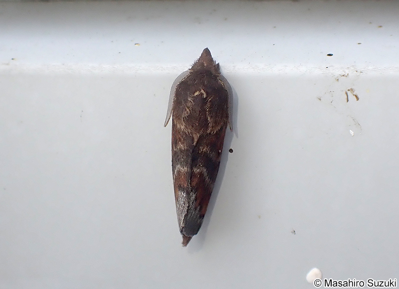 クヌギカレハ Kunugia undans flaveola