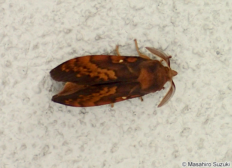 クヌギカレハ Kunugia undans flaveola