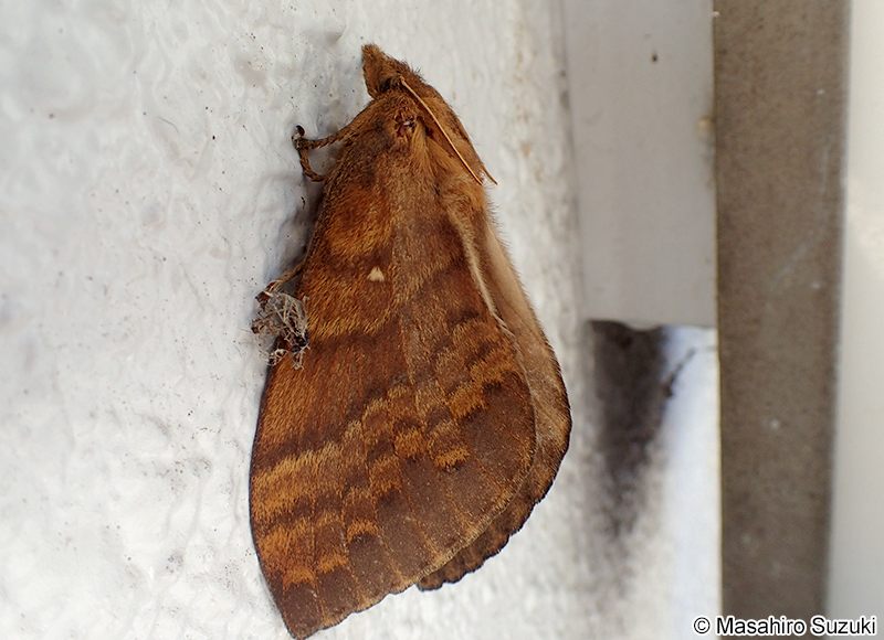 クヌギカレハ Kunugia undans flaveola