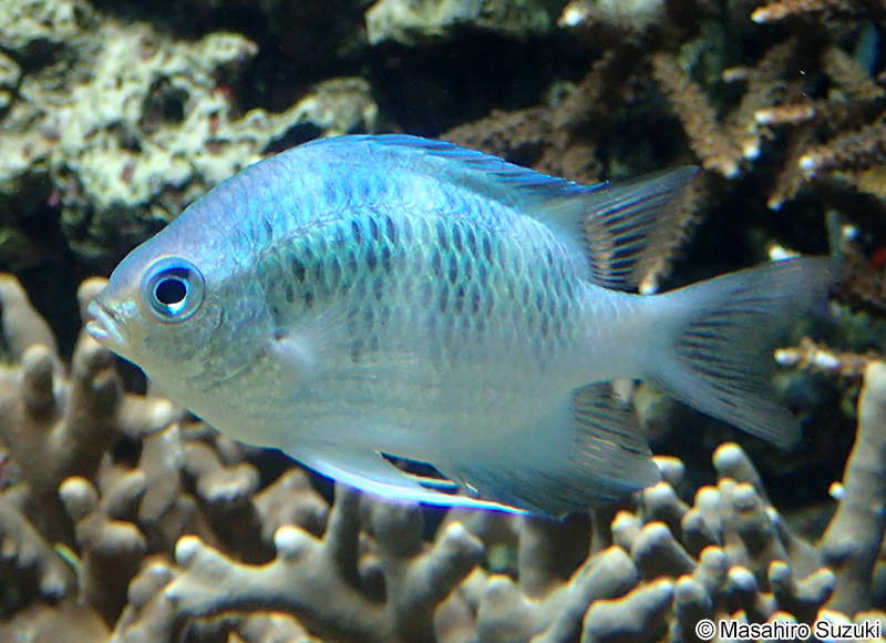 クラカオスズメダイ Amblyglyphidodon curacao