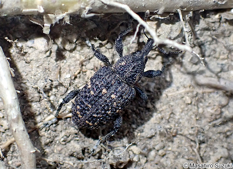 クリアナアキゾウムシ Pimelocerus exsculptus