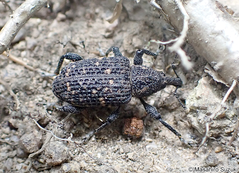 クリアナアキゾウムシ Pimelocerus exsculptus