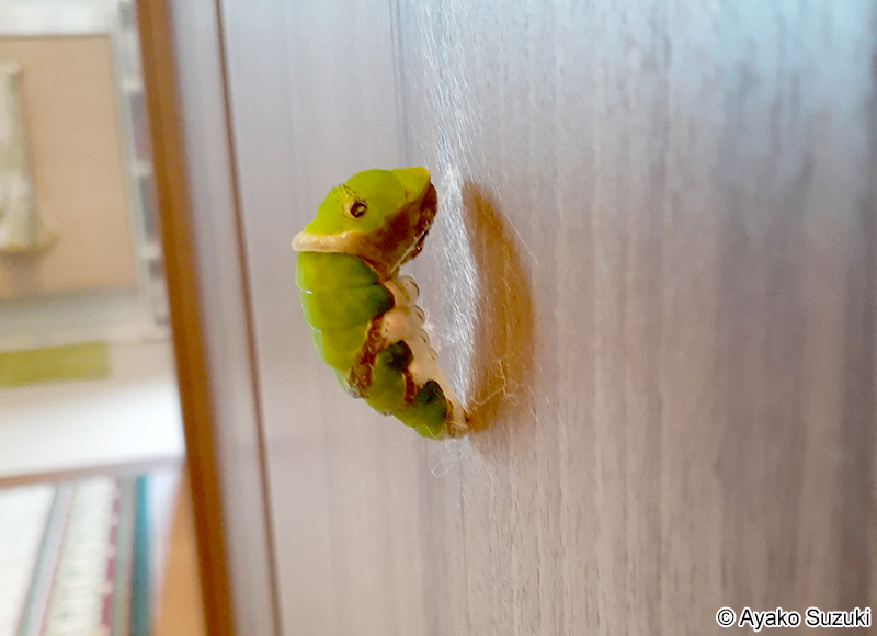 クロアゲハの前蛹