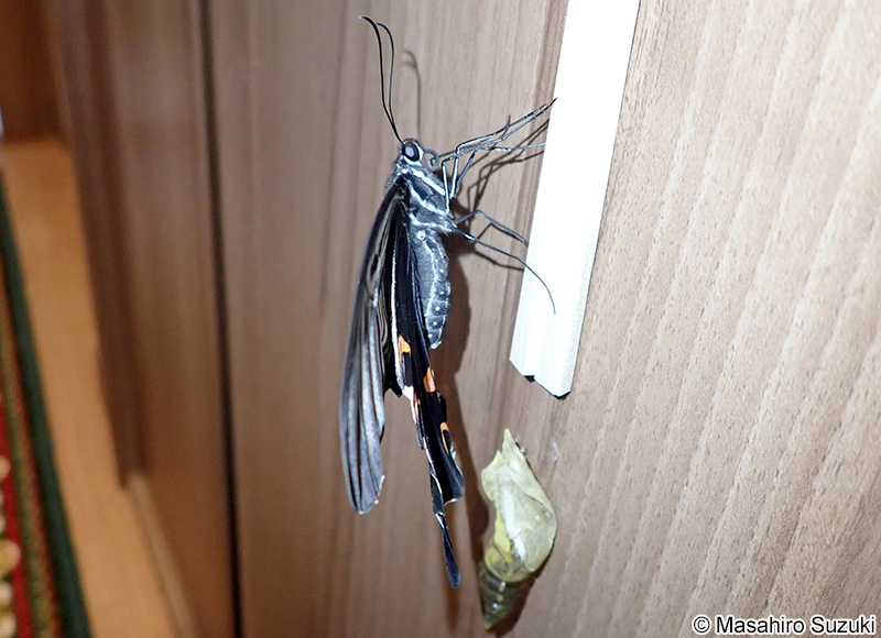 クロアゲハ Papilio protenor demetrius