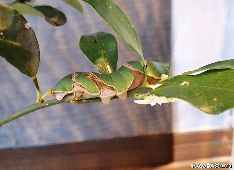 クロアゲハの幼虫