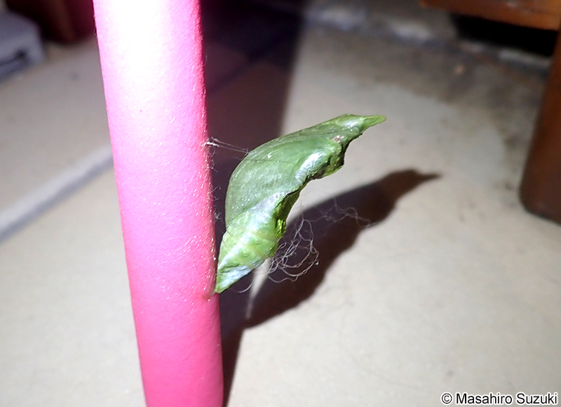 クロアゲハの蛹