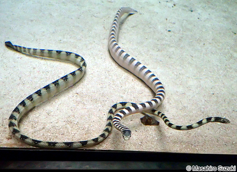クロボシウミヘビ Hydrophis ornatus maresinensis