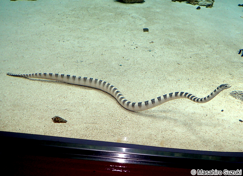 クロボシウミヘビ Hydrophis ornatus maresinensis