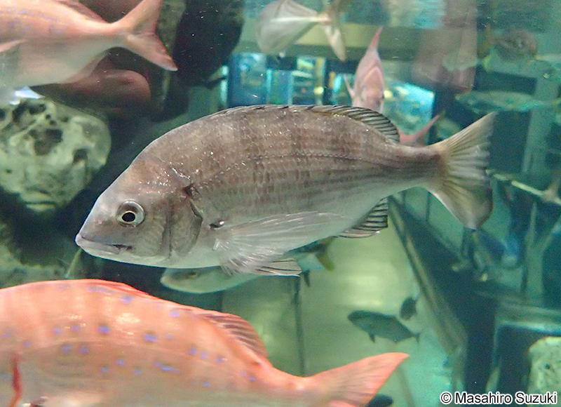クロダイ Acanthopagrus schlegelii