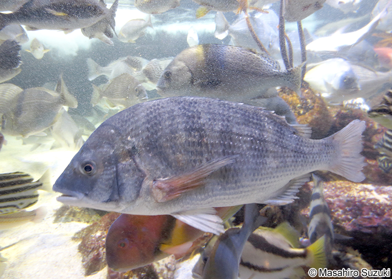 クロダイ Acanthopagrus schlegelii