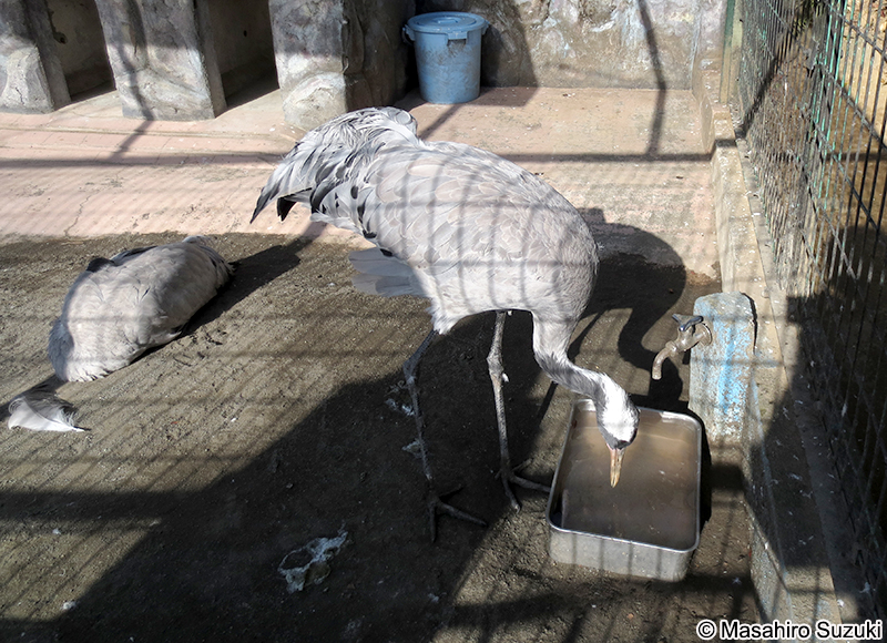 クロヅル Grus grus