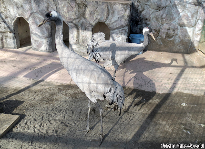 クロヅル Grus grus