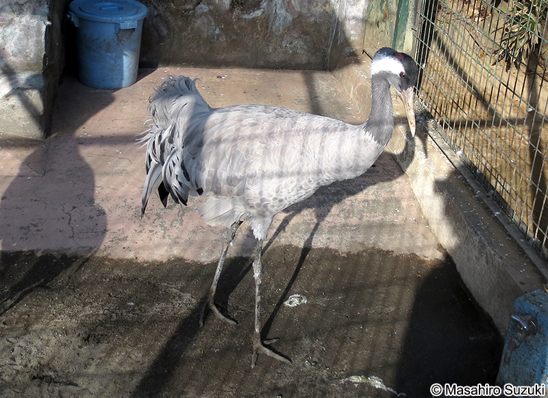 クロヅル Grus grus