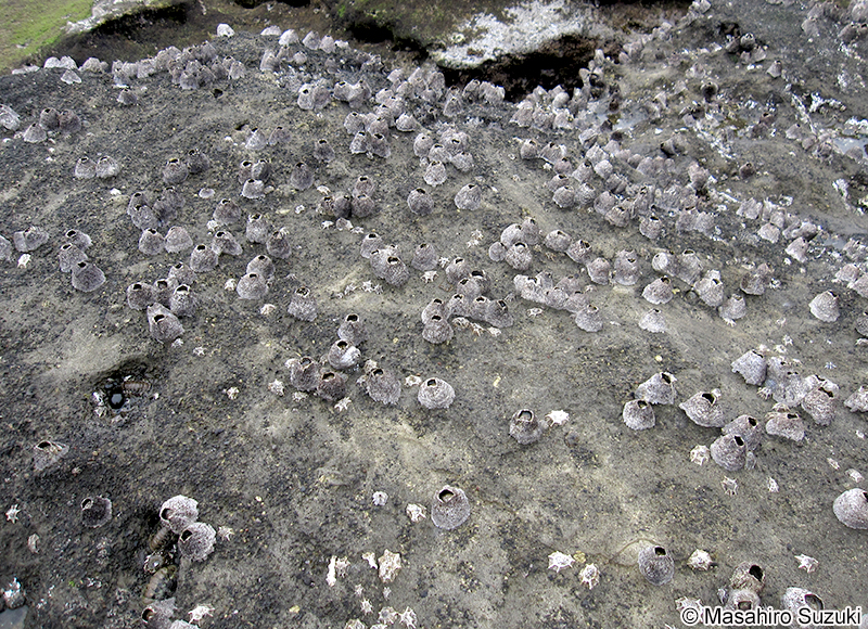 クロフジツボ Tetraclita japonica